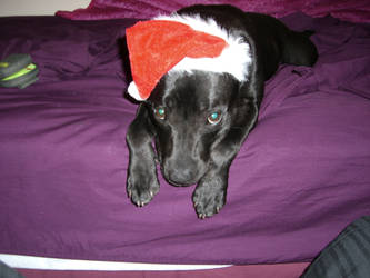 Staffy Claus