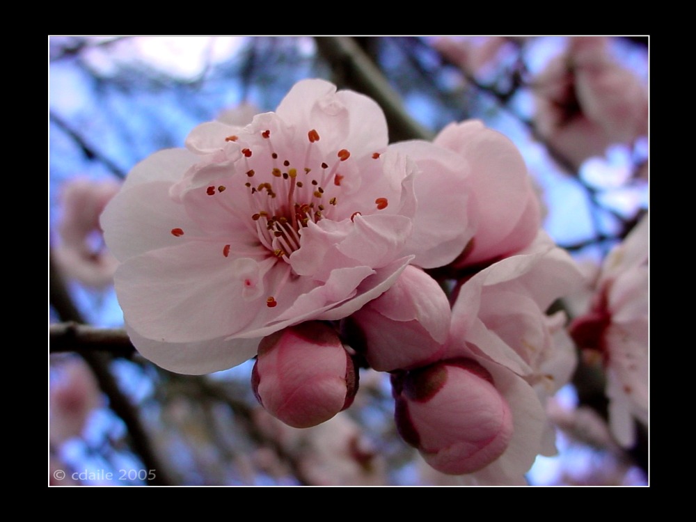 pink bloom..