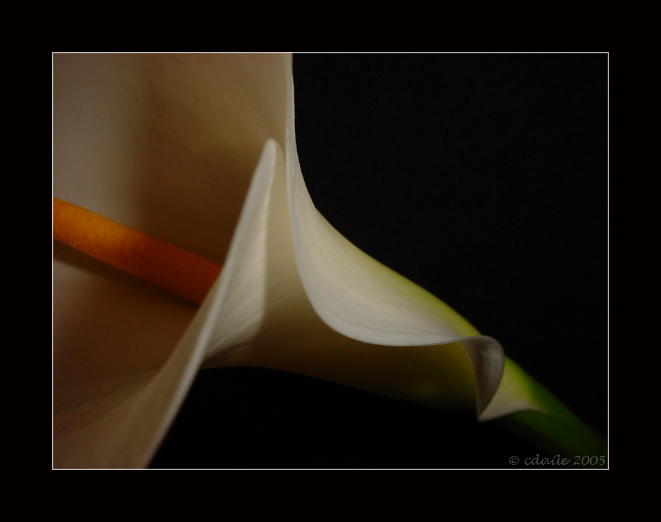 calla lily - curves