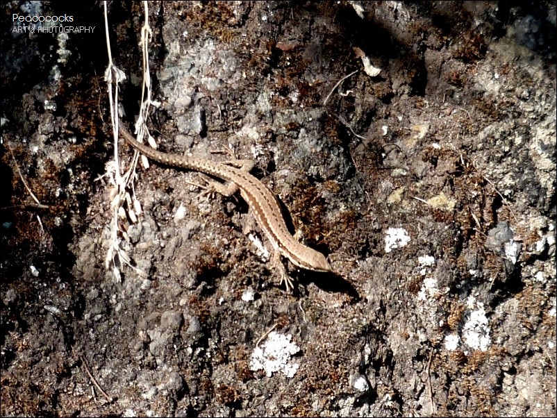 Invisible Lizard by Peacococks on DeviantArt