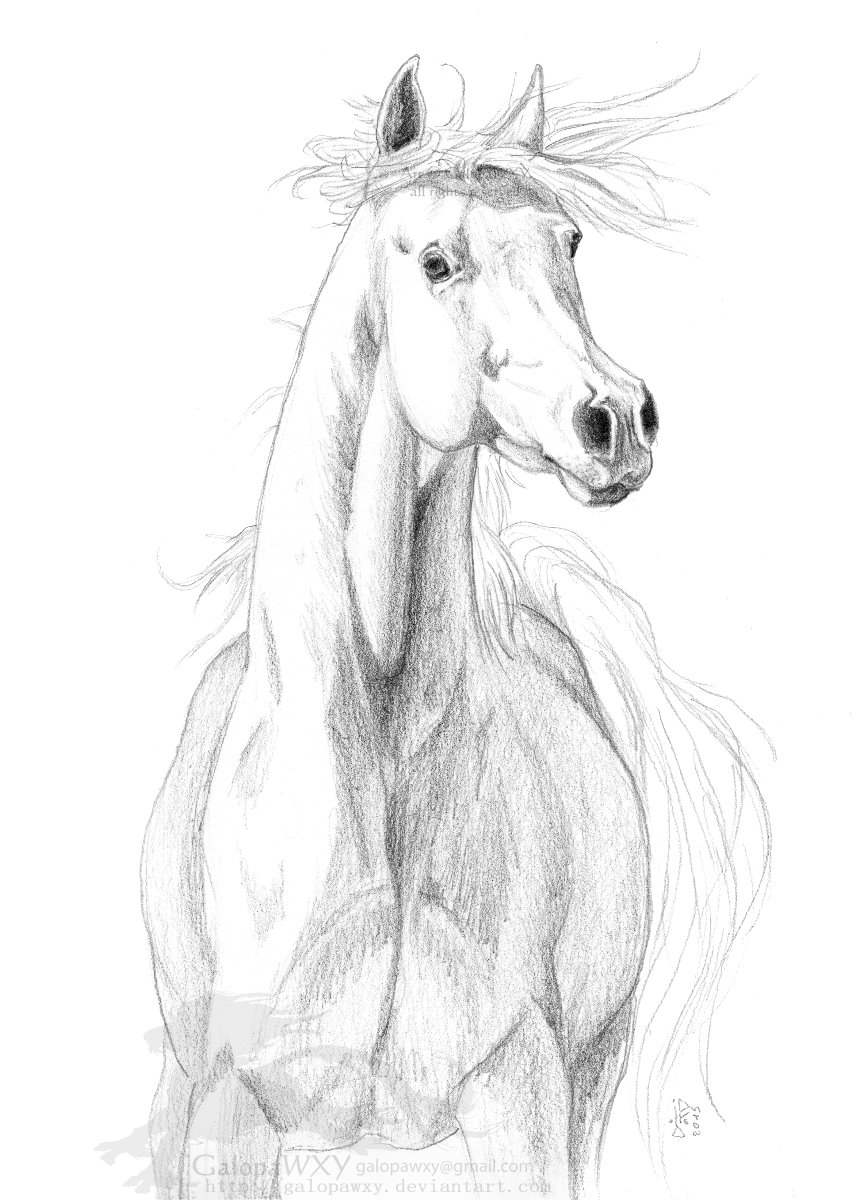 Arabian horse study