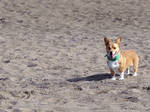 corgi on the beach by RLWolf