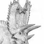 Pentaceratops (study)