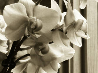 Orchid Love