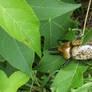 staghorn beetle