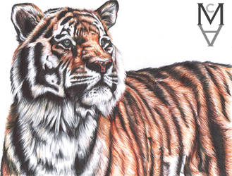 Tiger (Colour Biro Pen Drawing)