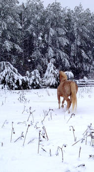 Running in the Snow