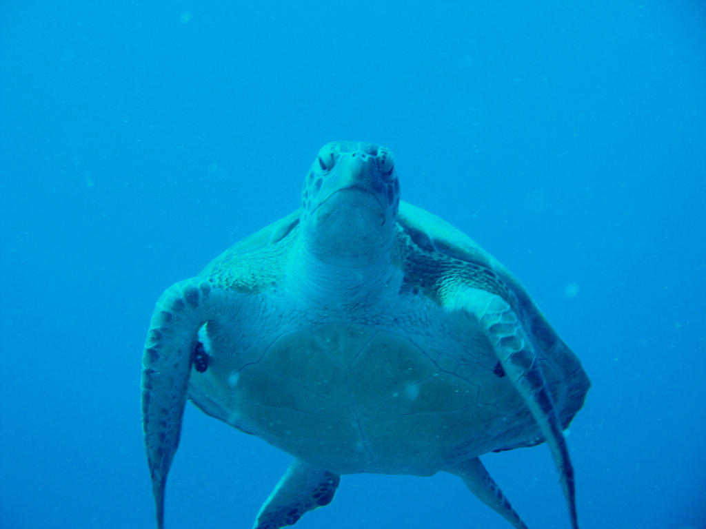 Loggerhead sea turtle: Crush?