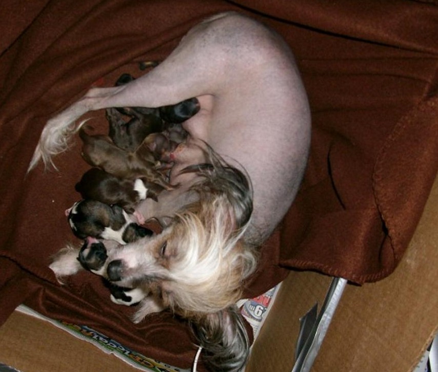 Newborn pups