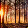 Forest sunset