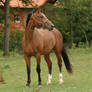 bay gelding 02