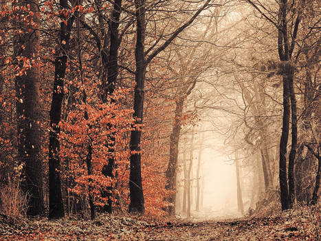 foggy forest 1