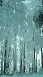 winter forest34 by animatorV