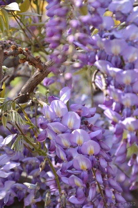 Wisteria