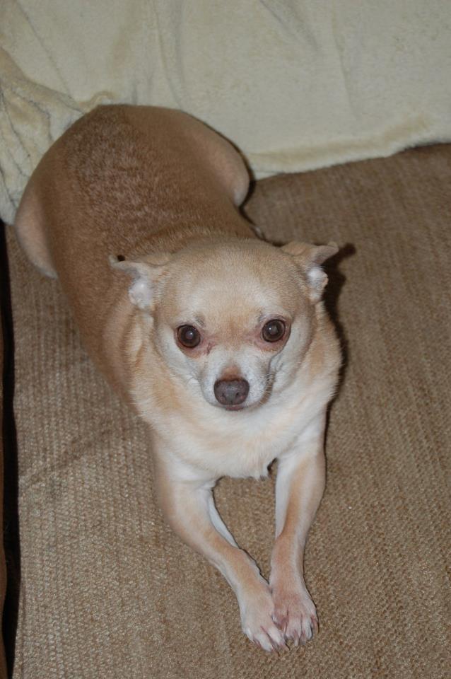 Jorge the Chihuahua