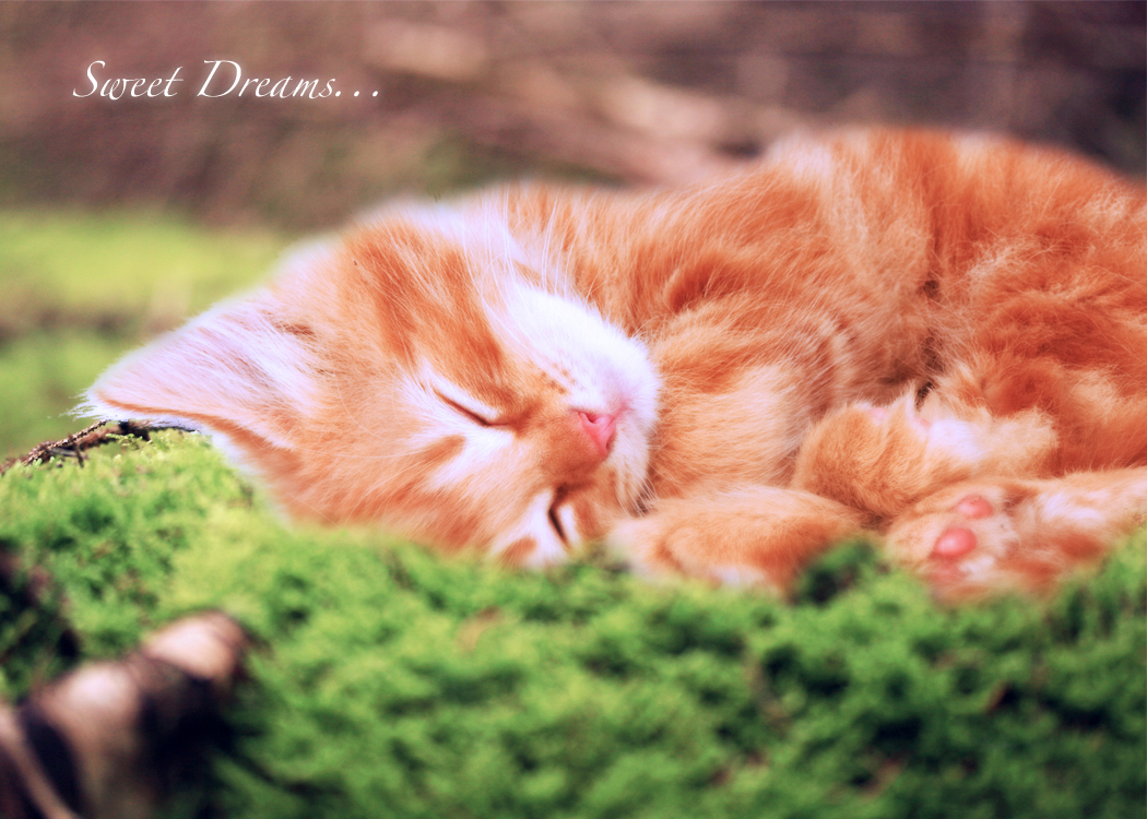 Kitten Dreams