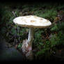 mushroom_07