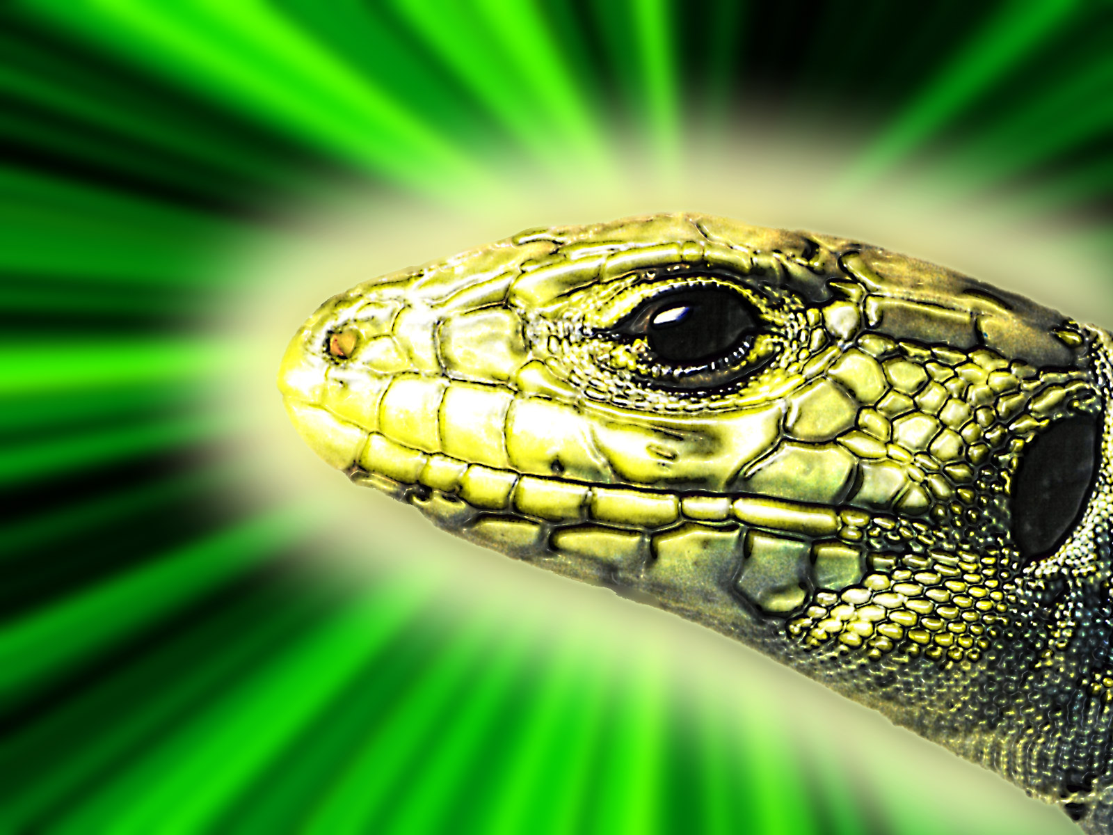 green_lizard