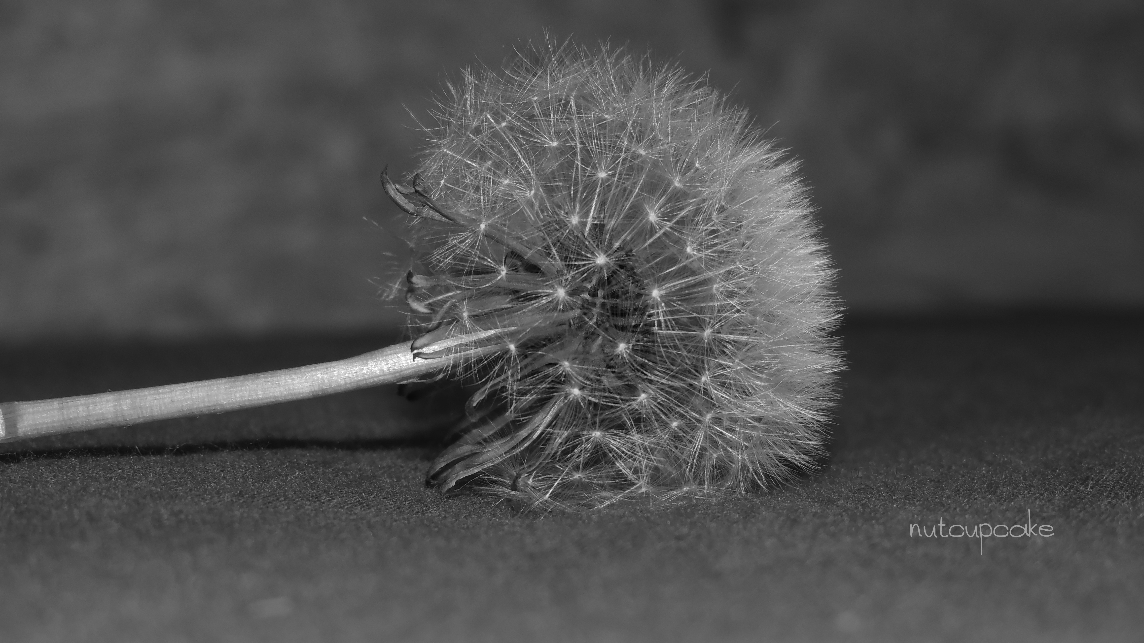 Dandelion IV