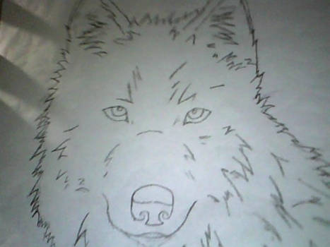 My wolf. i still need to color it