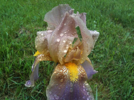 The purple iris's water droplettes