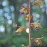 Crested Coralroot at the Edge of Appalachia