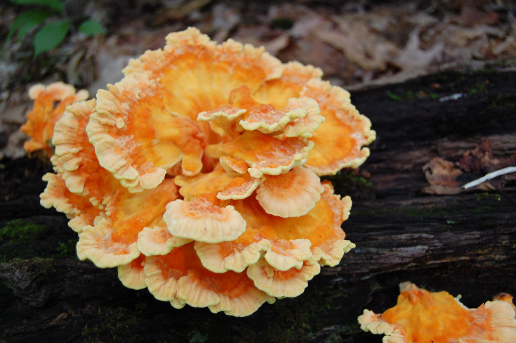 Chicken of the Woods