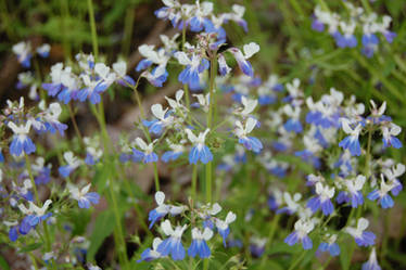 Blue Eyed Mary