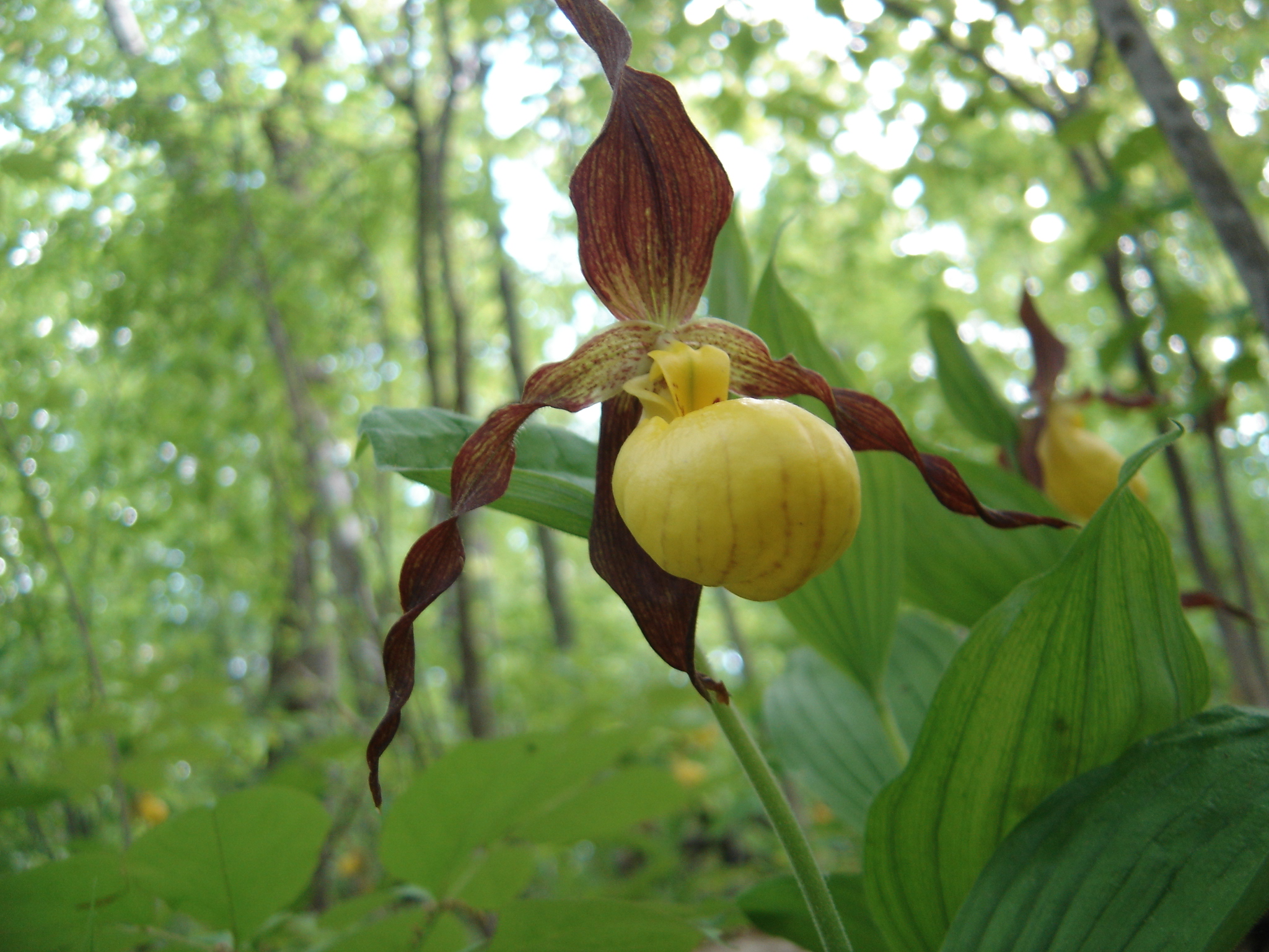 Urban Large Yellow Lady Slipper iv