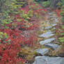 Boar's Nest Trail into the Dolly Sods