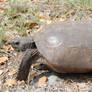 Cute Wild Gopher Tortoise in Florida