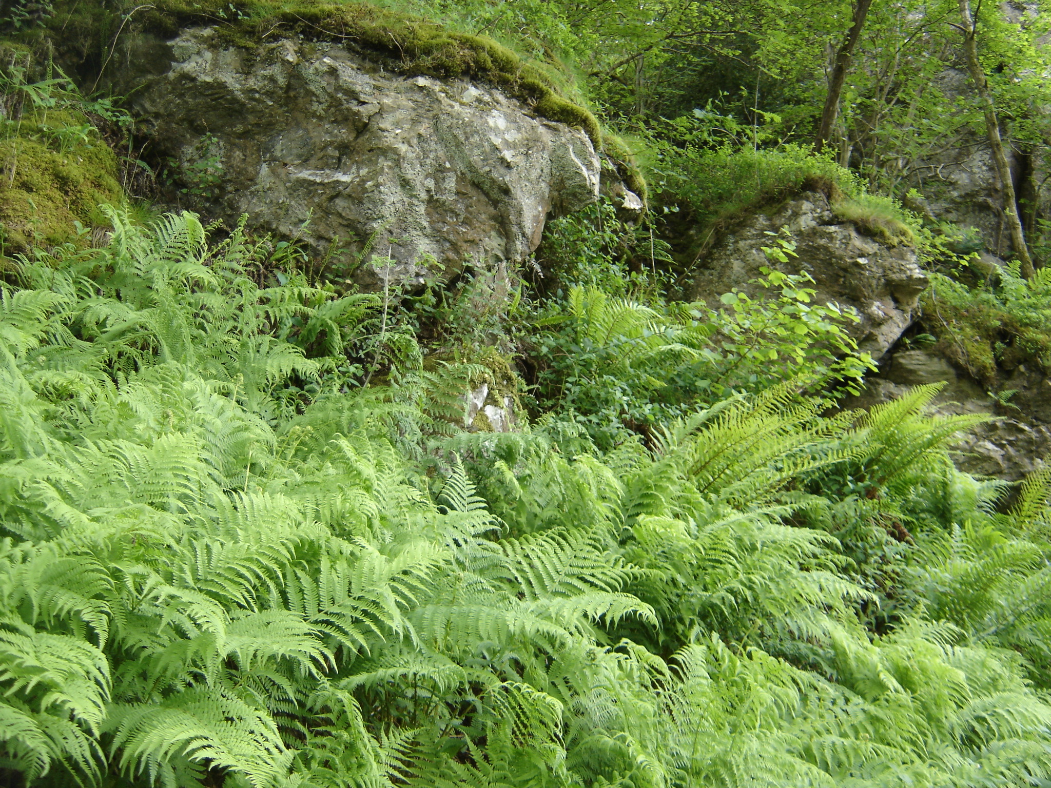 Ferny Slope Kin Boulders in Scotland