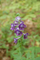 Tall Larkspur Wild on the Edge