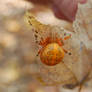 Araneus marmoreus