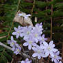 Violet Anemone and Xmas Fern