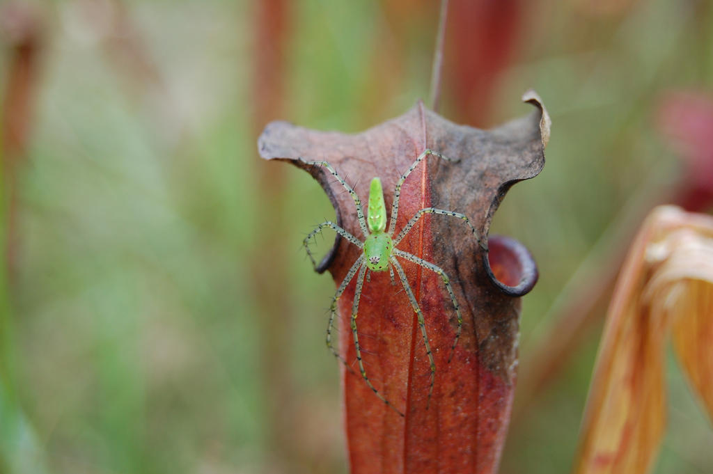 Green Lynx Spider Stalking Scarlet Pitcher