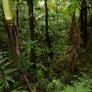 El Yunque Sierra Palm Jungle