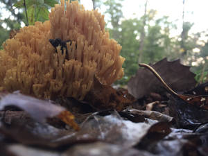 A Reef grows in Ohio