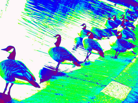 Hide Park Ducks