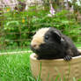 'Written on the bowl..Im not a rabbit!!'