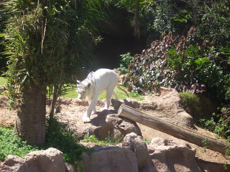 White Tiger