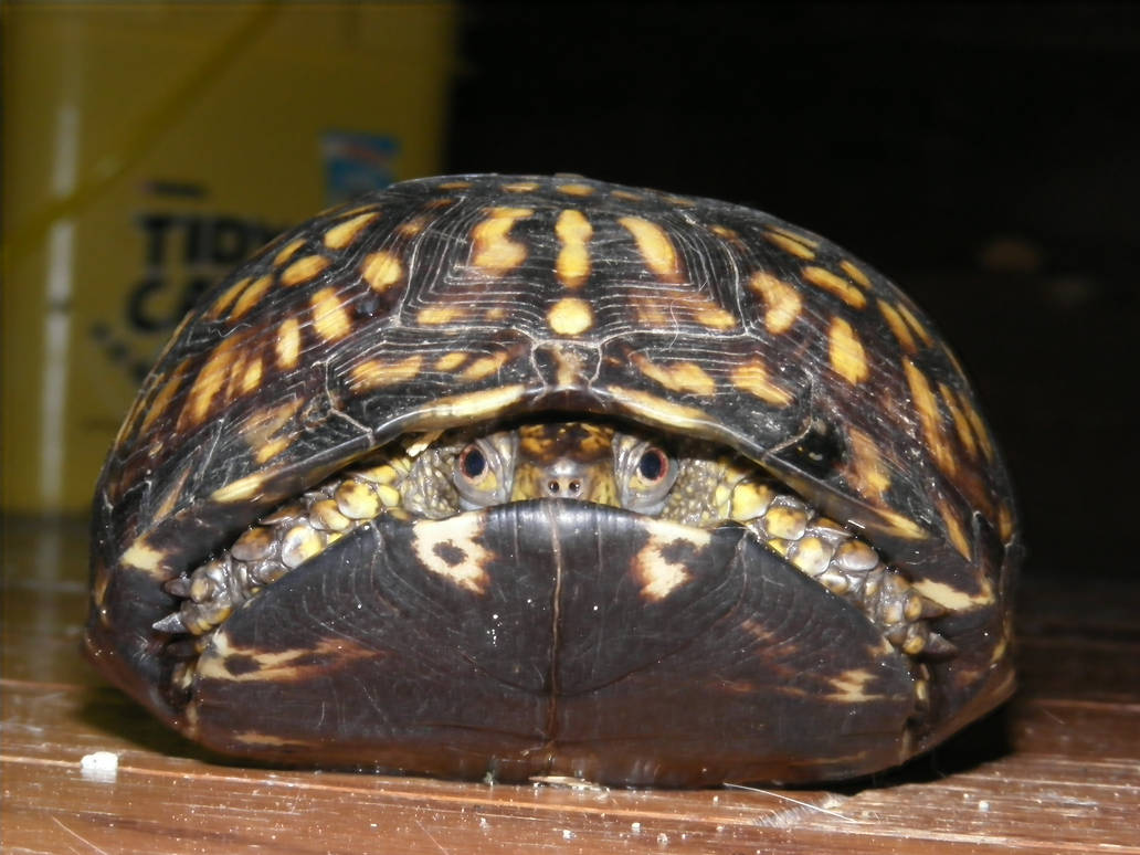 Scaredy Turtle by squeakbunny on DeviantArt