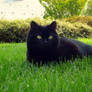 Black cat in Green Grass