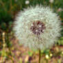 dandelion