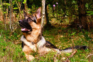 German Shepherd