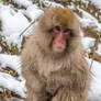 Jigokudani Monkey Park