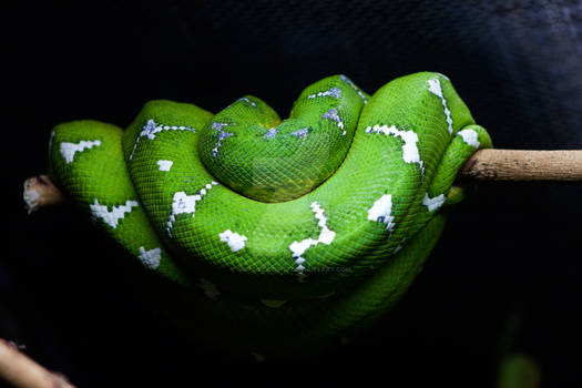 Emerald Boa