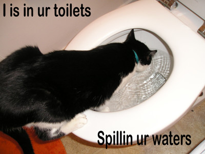 LOLcat 2