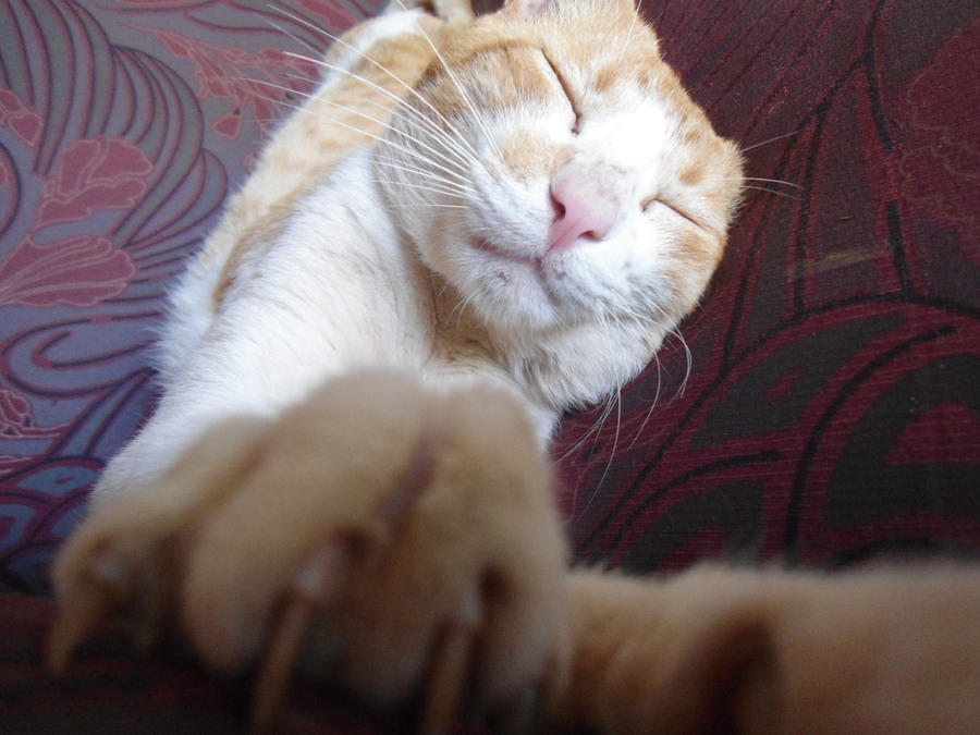 Caaat caaat! 2 by Naath-Arregui on DeviantArt