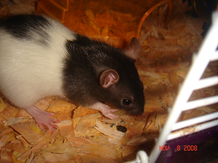 My rat